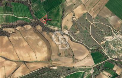 TEKİRDAĞ MALKARA KADIKÖY'DE SATILIK 3600 m2 TARLA