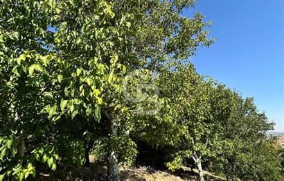 Mersin mut 6.5 dönüm meyve bahçesi 