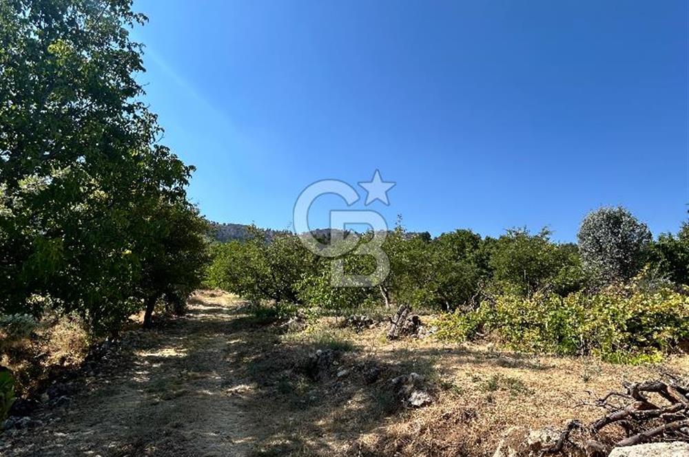 Mersin mut 6.5 dönüm meyve bahçesi 