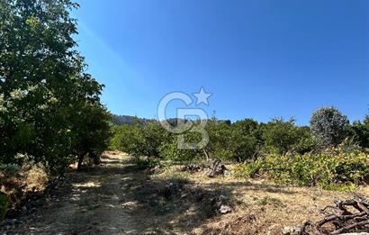 Mersin mut 6.5 dönüm meyve bahçesi 