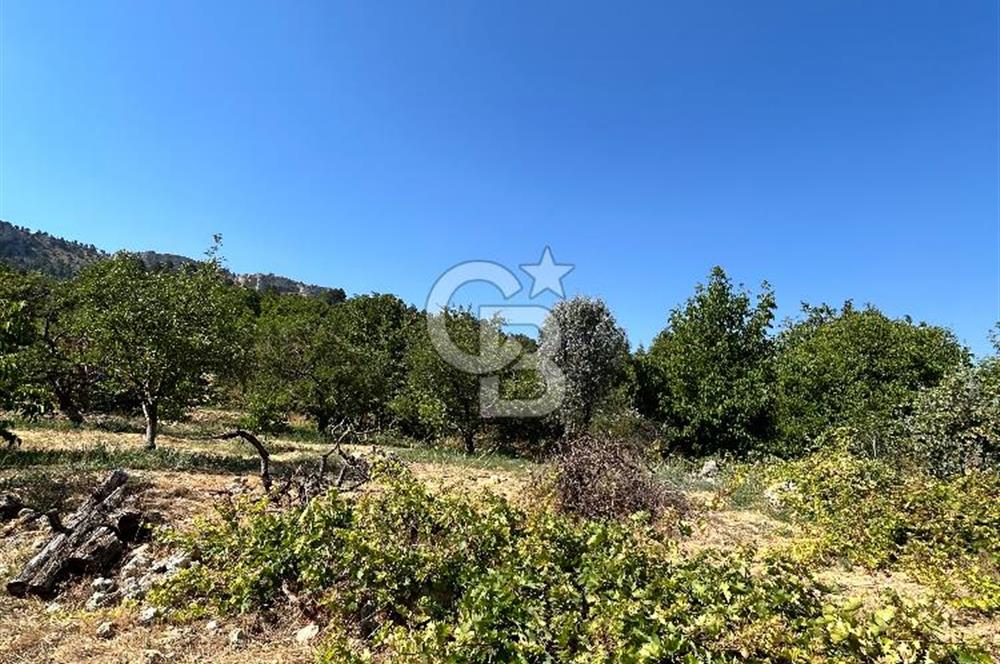 Mersin mut 6.5 dönüm meyve bahçesi 
