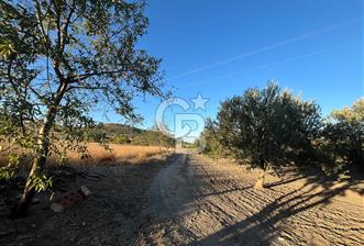 BERGAMA MERKEZE YAKIN KONUMDA SATILIK ZEYTİN AĞAÇLI TARLA