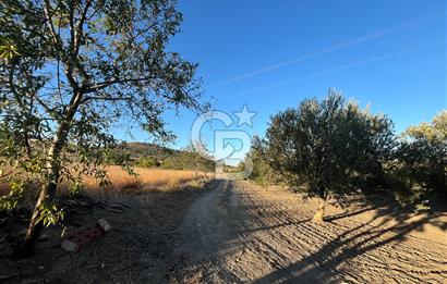 BERGAMA MERKEZE YAKIN KONUMDA SATILIK ZEYTİN AĞAÇLI TARLA