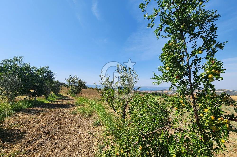 ÇANAKKALE MERKEZ KIZILKEÇİLİ DENİZ MANZARALI HAYALLERDEKİ TARLA