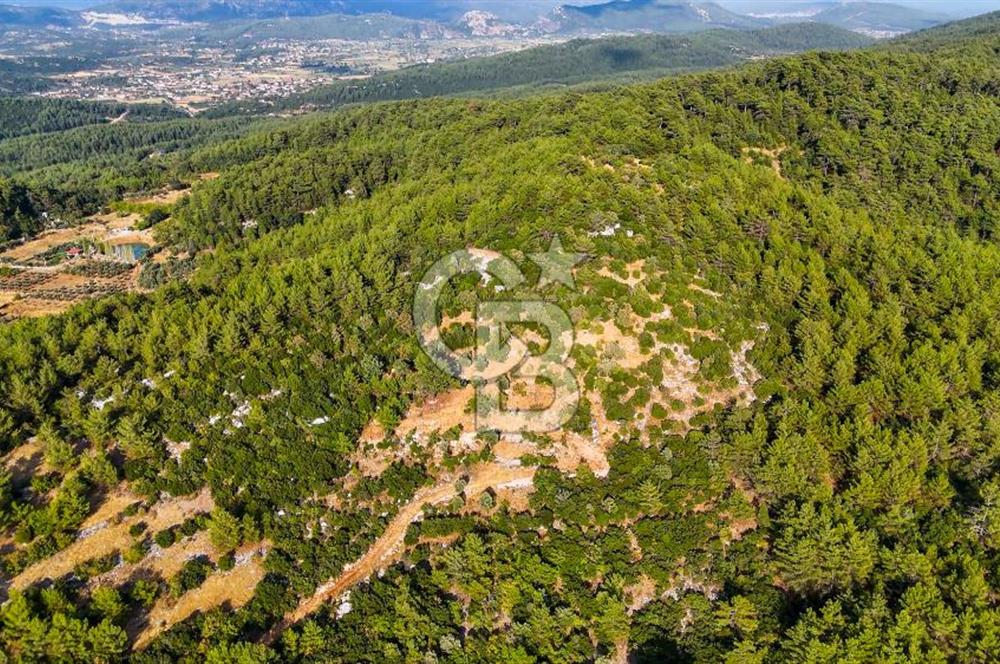 MENTEŞE KUYUCAK'DA SATILIK 5.932 M2 TARLA