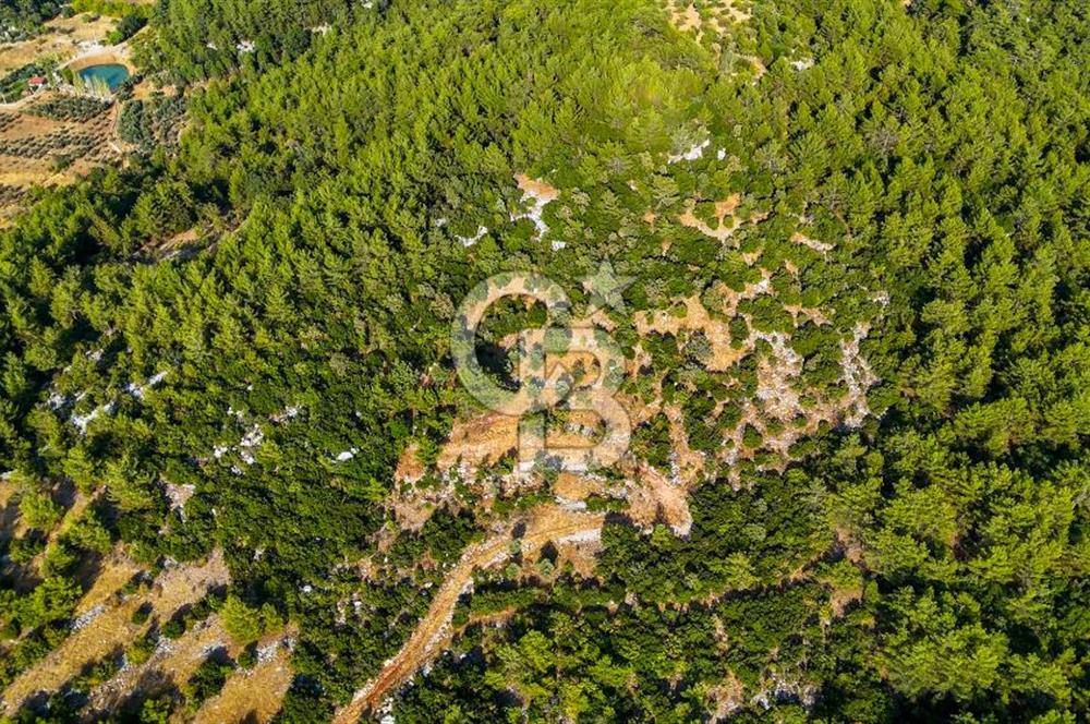 MENTEŞE KUYUCAK'DA SATILIK 5.932 M2 TARLA