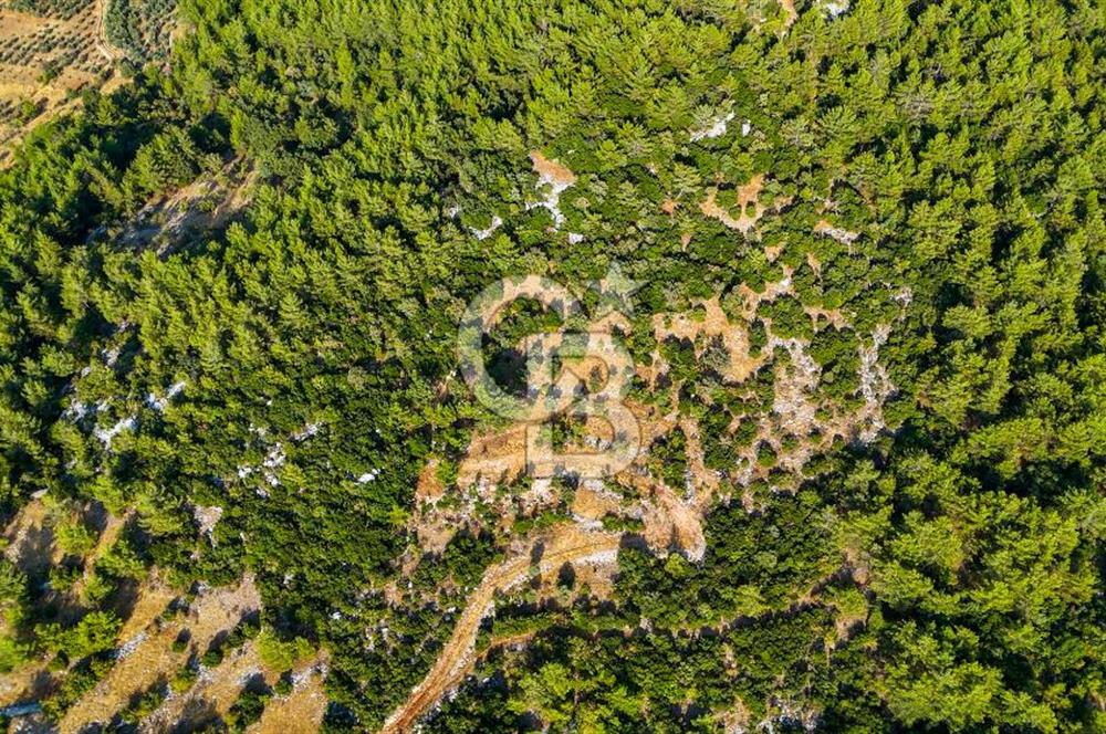 MENTEŞE KUYUCAK'DA SATILIK 5.932 M2 TARLA