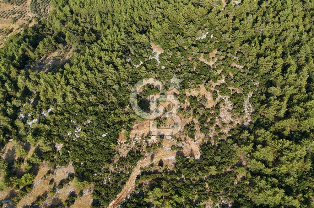 MENTEŞE KUYUCAK'DA SATILIK 5.932 M2 TARLA