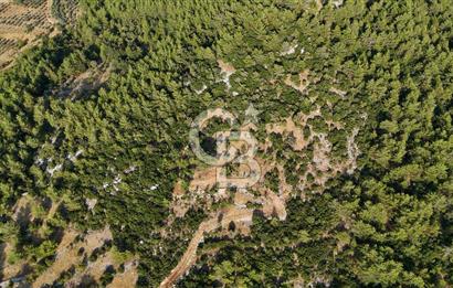 MENTEŞE KUYUCAK'DA SATILIK 5.932 M2 TARLA