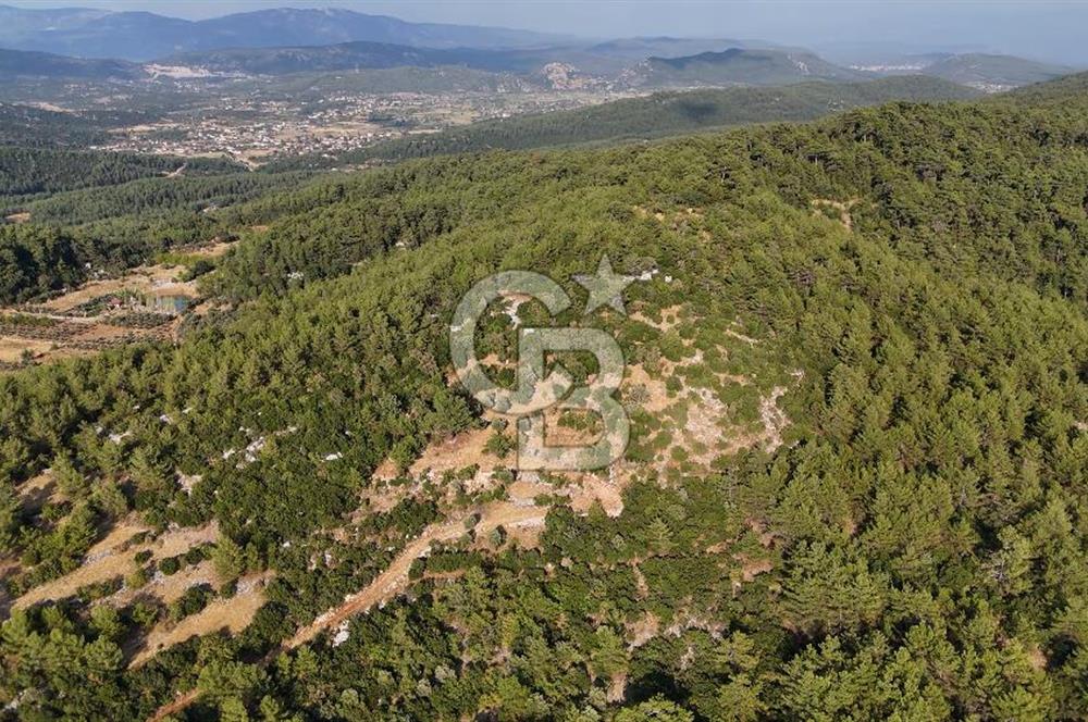 MENTEŞE KUYUCAK'DA SATILIK 5.932 M2 TARLA