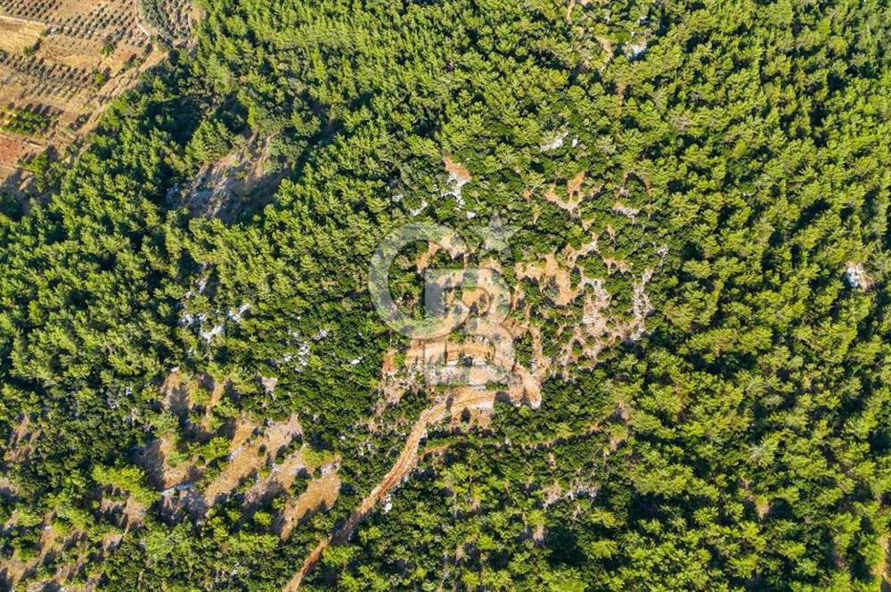 MENTEŞE KUYUCAK'DA SATILIK 5.932 M2 TARLA