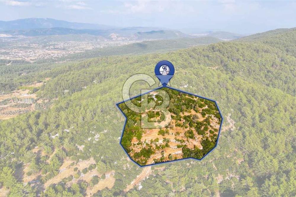 MENTEŞE KUYUCAK'DA SATILIK 5.932 M2 TARLA