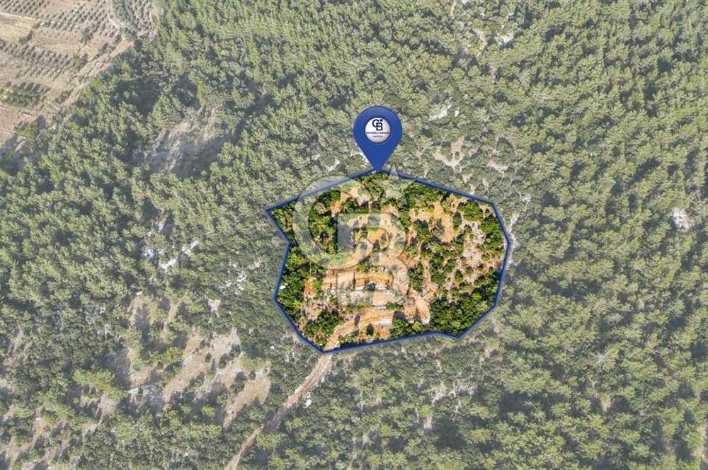 MENTEŞE KUYUCAK'DA SATILIK 5.932 M2 TARLA