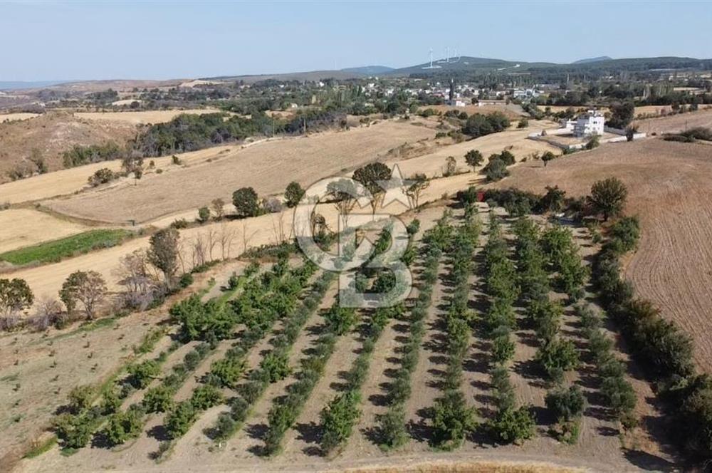 ÇANAKKALE MERKEZ KIZILKEÇİLİ DENİZ MANZARALI HAYALLERDEKİ TARLA