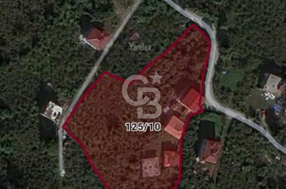 SATILIK FINDIK BAHÇESİ – ORDU / ALTINORDU / AKÇATEPE MAHALLESİ