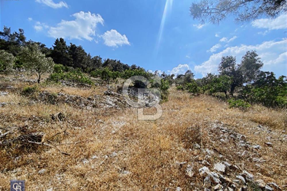Muğla Çiftlik Köyü’nde 9882 metrekare tarla