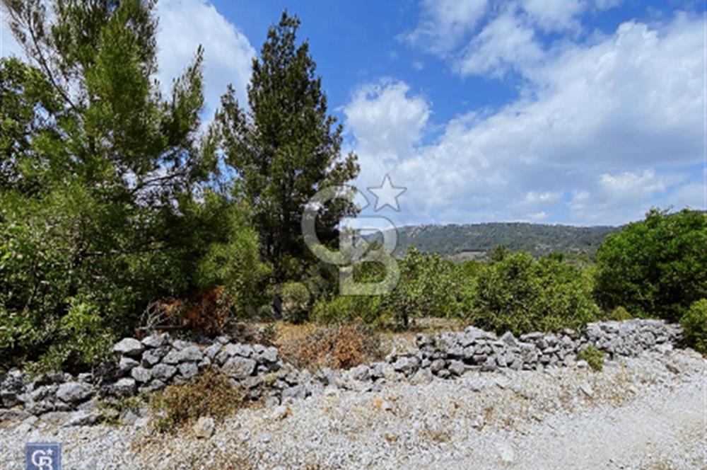 Muğla menteşe Çiftlikköy’de 3000 metrekare satılık fıstık tarlası
