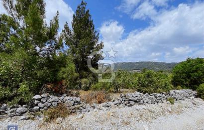 Muğla menteşe Çiftlikköy’de 3000 metrekare satılık fıstık tarlası