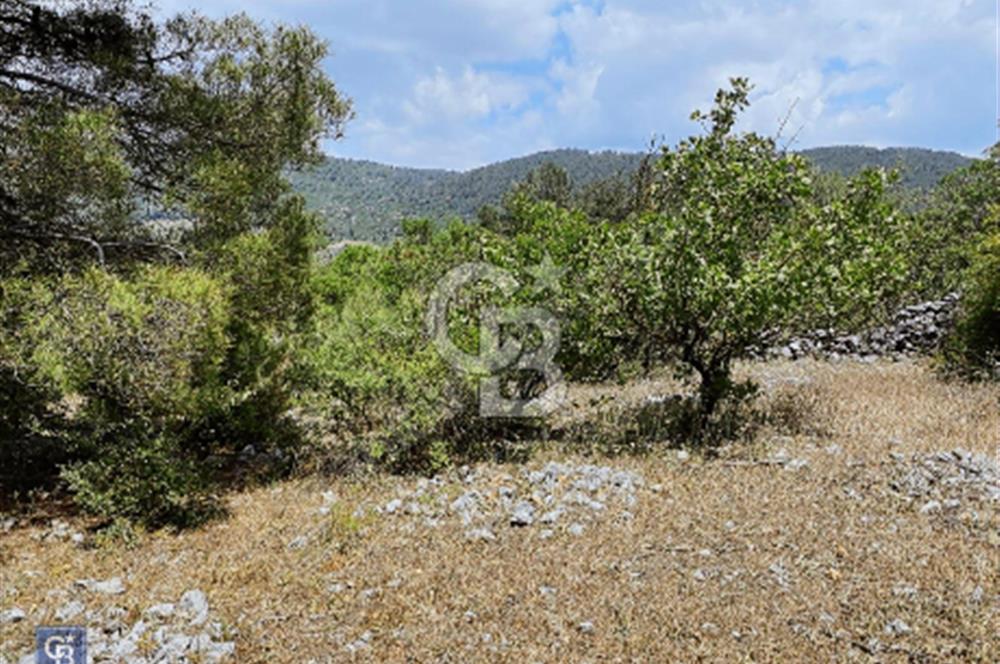 Muğla menteşe Çiftlikköy’de 3000 metrekare satılık fıstık tarlası