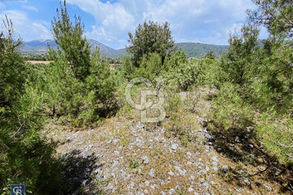 Muğla menteşe Çiftlikköy’de 3000 metrekare satılık fıstık tarlası