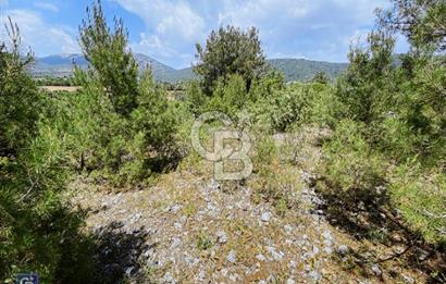 Muğla menteşe Çiftlikköy’de 3000 metrekare satılık fıstık tarlası