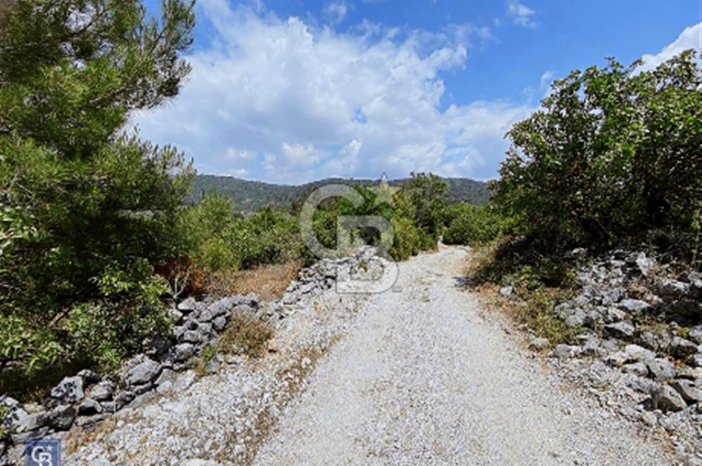 Muğla menteşe Çiftlikköy’de 3000 metrekare satılık fıstık tarlası