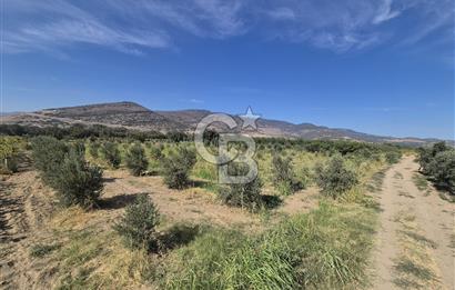 MENEMEN HAYKIRAN BÖLGESİNDE 2846 m2 VERİMLİ ZEYTİNLİK