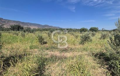 MENEMEN HAYKIRAN BÖLGESİNDE 2846 m2 VERİMLİ ZEYTİNLİK