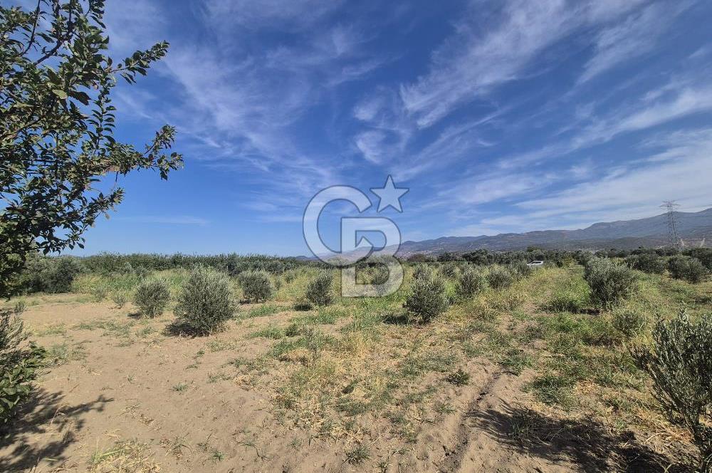 MENEMEN HAYKIRAN BÖLGESİNDE 2846 m2 VERİMLİ ZEYTİNLİK