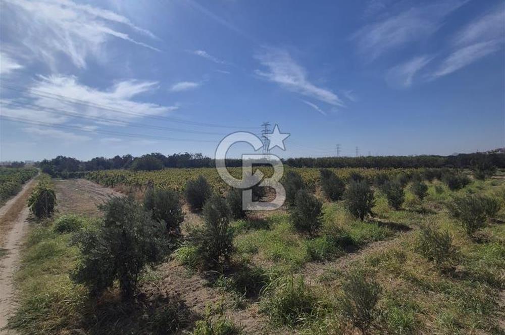 MENEMEN HAYKIRAN BÖLGESİNDE 2846 m2 VERİMLİ ZEYTİNLİK