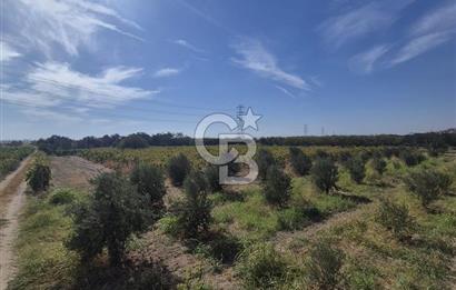 MENEMEN HAYKIRAN BÖLGESİNDE 2846 m2 VERİMLİ ZEYTİNLİK