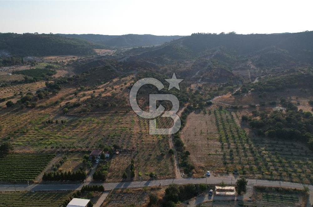 Seferihisar Kavakdere'de Hayvancılık ve GES Projesine Uygun Satılık Arazi