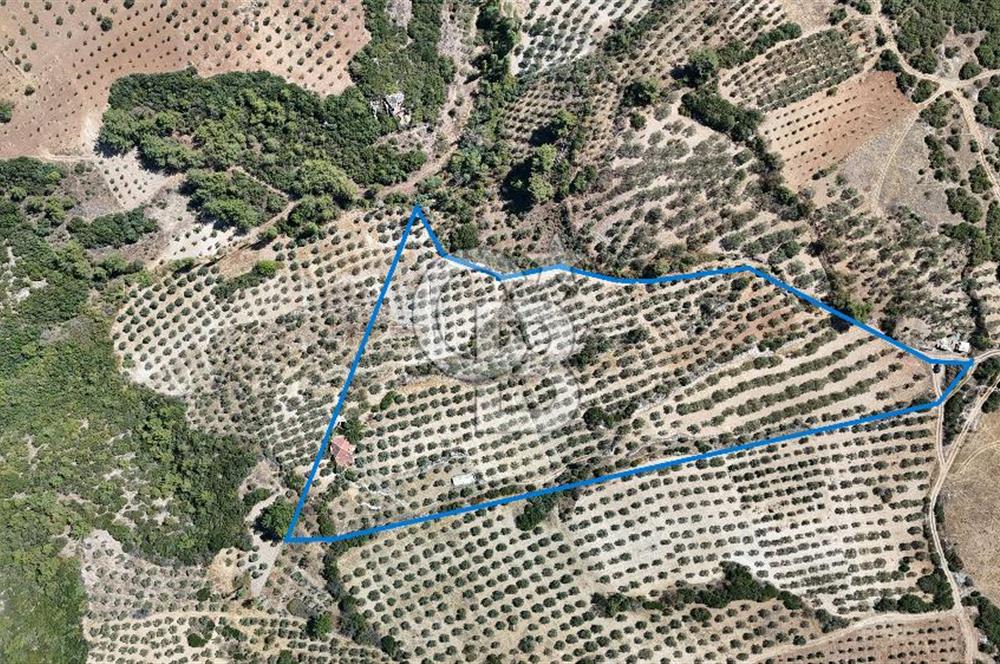 Manisa, Akhisar, Seğirdim Mah., 23.541 m2 Satılık Tarla