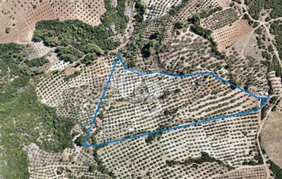 Manisa, Akhisar, Seğirdim Mah., 23.541 m2 Satılık Tarla