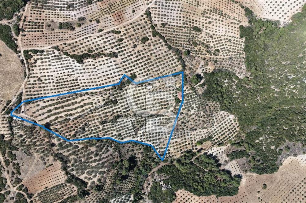 Manisa, Akhisar, Seğirdim Mah., 23.541 m2 Satılık Tarla