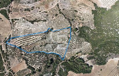 Manisa, Akhisar, Seğirdim Mah., 23.541 m2 Satılık Tarla