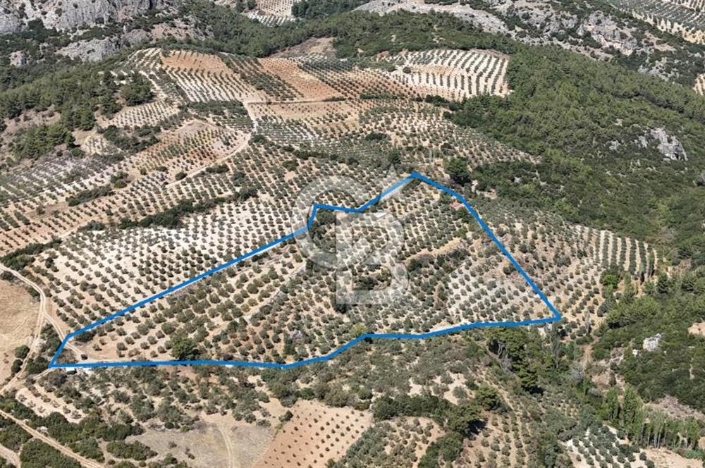 Manisa, Akhisar, Seğirdim Mah., 23.541 m2 Satılık Tarla