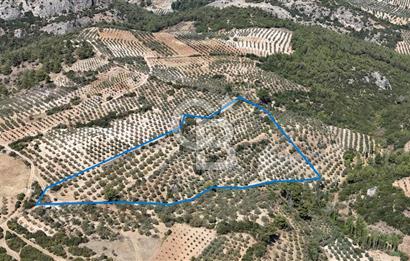 Manisa, Akhisar, Seğirdim Mah., 23.541 m2 Satılık Tarla