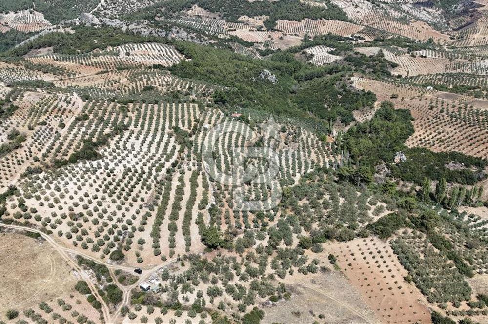 Manisa, Akhisar, Seğirdim Mah., 23.541 m2 Satılık Tarla