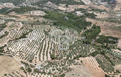 Manisa, Akhisar, Seğirdim Mah., 23.541 m2 Satılık Tarla