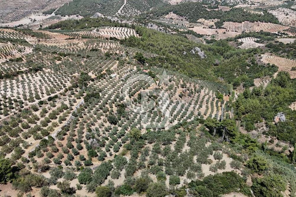 Manisa, Akhisar, Seğirdim Mah., 23.541 m2 Satılık Tarla