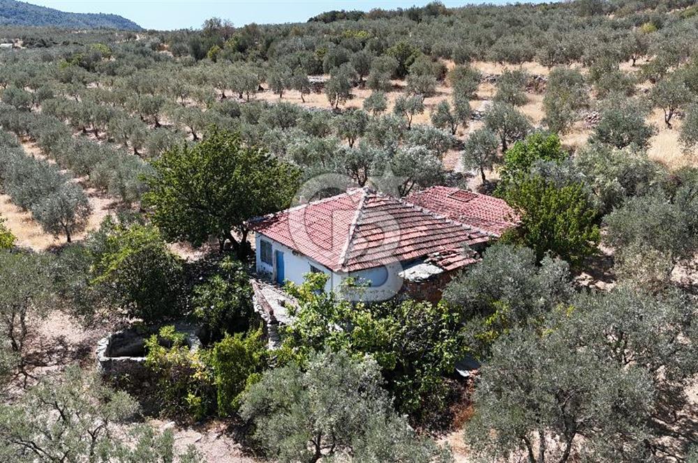 Manisa, Akhisar, Seğirdim Mah., 23.541 m2 Satılık Tarla