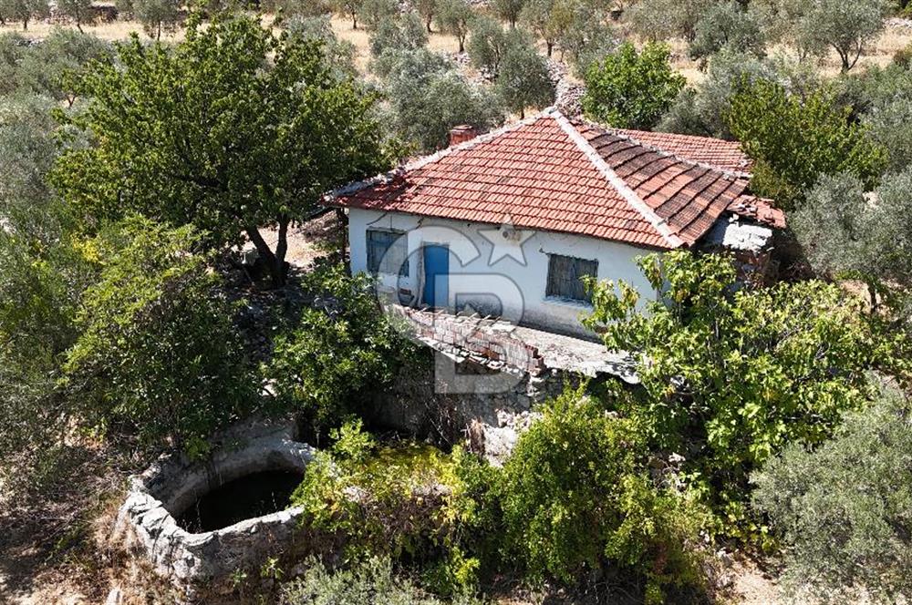 Manisa, Akhisar, Seğirdim Mah., 23.541 m2 Satılık Tarla