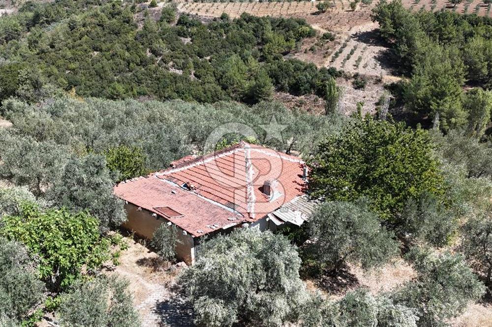 Manisa, Akhisar, Seğirdim Mah., 23.541 m2 Satılık Tarla