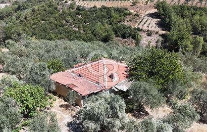 Manisa, Akhisar, Seğirdim Mah., 23.541 m2 Satılık Tarla