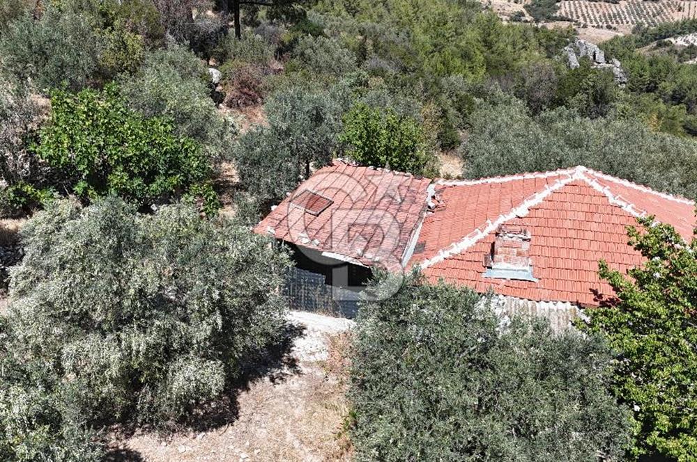 Manisa, Akhisar, Seğirdim Mah., 23.541 m2 Satılık Tarla