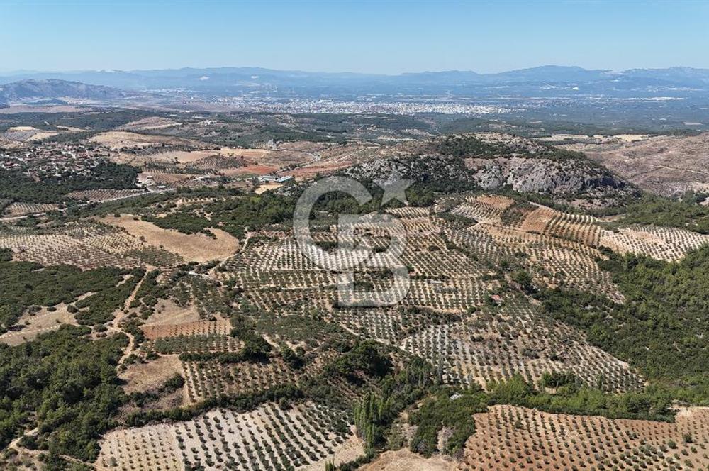Manisa, Akhisar, Seğirdim Mah., 23.541 m2 Satılık Tarla