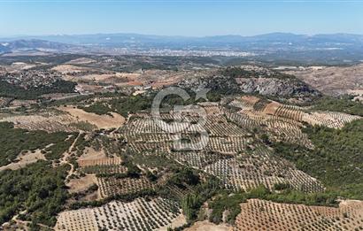 Manisa, Akhisar, Seğirdim Mah., 23.541 m2 Satılık Tarla