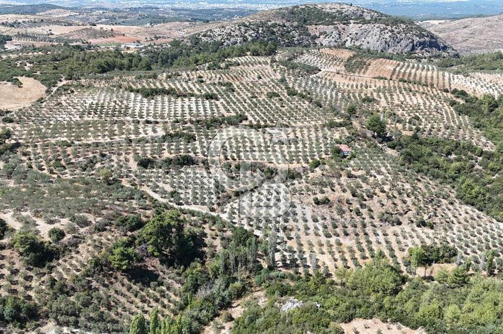 Manisa, Akhisar, Seğirdim Mah., 23.541 m2 Satılık Tarla