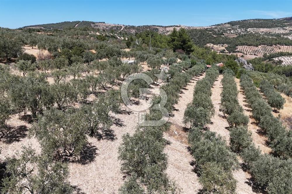 Manisa, Akhisar, Seğirdim Mah., 23.541 m2 Satılık Tarla
